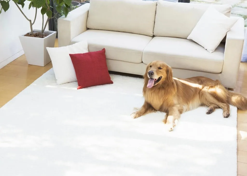 Golden retriever relaxing on a freshly cleaned white carpet